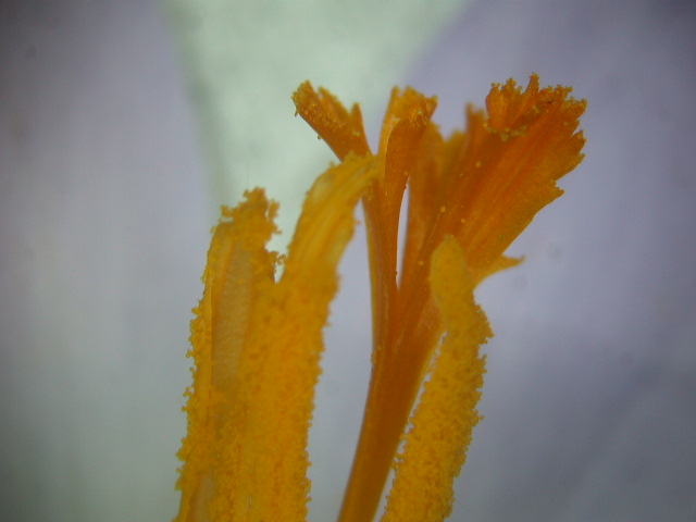 Crocus neapolitanus / Zafferano napoletano
